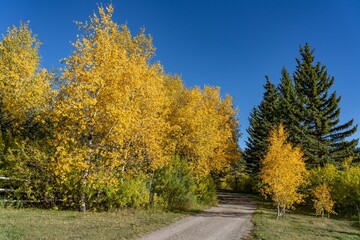 Populus tremuloides is a deciduous tree, quaking aspen, trembling aspen, American aspen.  Mule Deer Road, West Yellowstone, Montana. The Pinaceae or pine family.