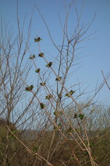春の木と芽吹き