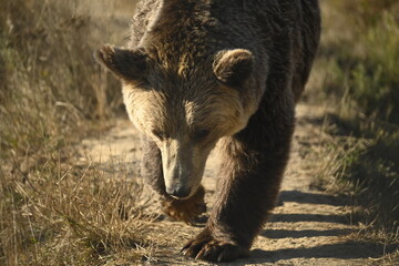 brown bear in the woods walking towards the camera, euorpeans biggest predator