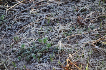 春の地面のテクスチャ