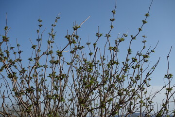 春の木と芽吹き
