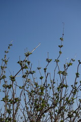 春の木と芽吹き