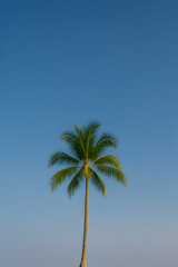 Single palm tree against clear blue sky, tropical nature minimalism, vertical photo