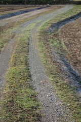 春の地面のテクスチャ