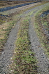 春の地面のテクスチャ