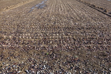 春の地面のテクスチャ