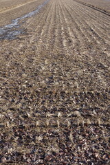 春の地面のテクスチャ