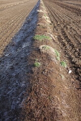 春の地面のテクスチャ