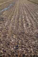 春の地面のテクスチャ