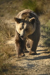 brown bear in the forest, walking towards the camera, showing off his huge prawns, 