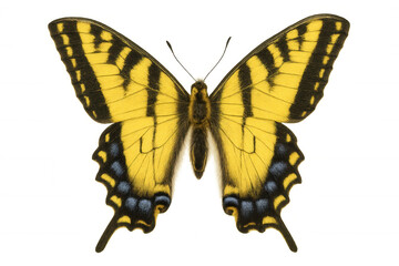Fototapeta premium Yellow and black swallowtail butterly with blue accents on wings, wings spread, isolated on transparent background