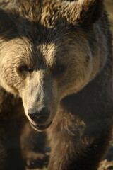 brown bear close up