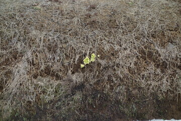 春のフキノトウ