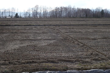 春の森のテクスチャ