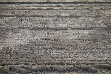 春の地面のテクスチャ