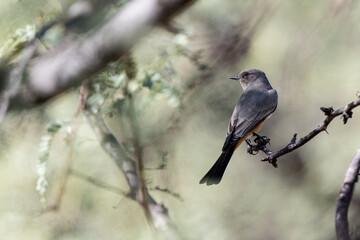 Say's Phoebe perched on branch