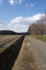 春の森のテクスチャ