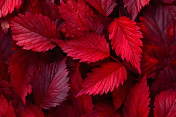 Mesmerizing Symphony of Naure: Explore the Alluring eauty of Deep Red Autumn Laves in Full Bloom, Paintig the Landscape with Vibrat Hues of Crimson and Scaret