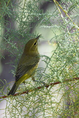 Orange crowned warbler