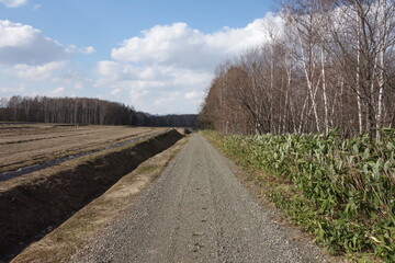 春の森のテクスチャ