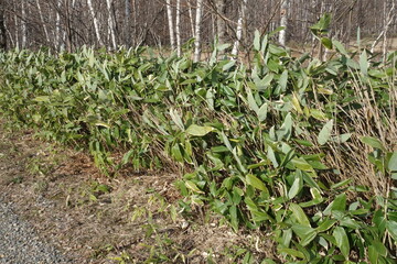 春の森のテクスチャ