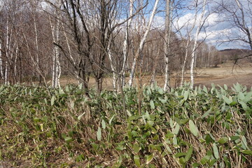 春の森のテクスチャ