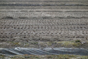春の地面のテクスチャ