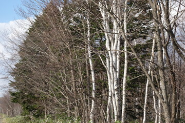 春の森のテクスチャ