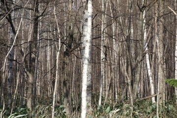 春の森のテクスチャ