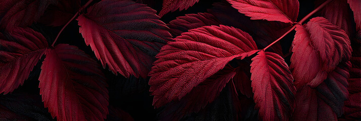 Mesmerizing Symphony of Naure: Explore the Alluring eauty of Deep Red Autumn Laves in Full Bloom, Paintig the Landscape with Vibrat Hues of Crimson and Scaret