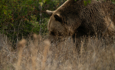 european brown bear in yellowstone national park