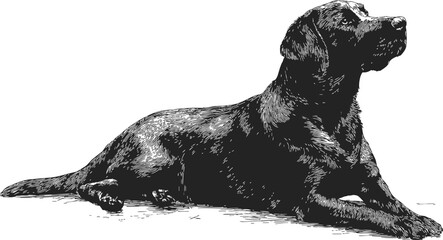 Obraz premium Black Labrador retriever sketch, hand drawn dog lying down, detailed line art — stock vector