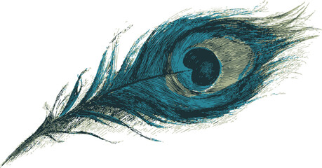 Obraz premium Peacock feather sketch, hand drawn style with detailed blue and green eye pattern — stock vector