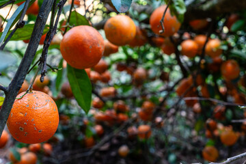 Árvore de limão Galego, limão fruta. Pé de limão.