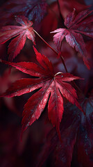 Mesmerizing Symphony of Naure: Explore the Alluring eauty of Deep Red Autumn Laves in Full Bloom, Paintig the Landscape with Vibrat Hues of Crimson and Scaret