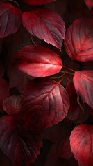 Mesmerizing Symphony of Naure: Explore the Alluring eauty of Deep Red Autumn Laves in Full Bloom, Paintig the Landscape with Vibrat Hues of Crimson and Scaret