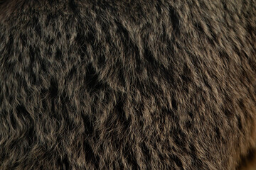 brown bear fur texture, hair of a brown bear close up