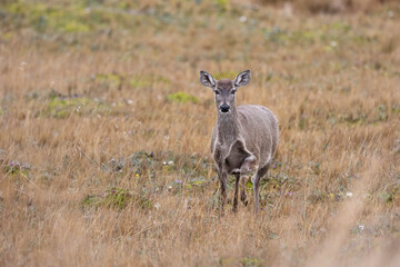 White-tailed deer in the Andean páramo grasslands of Ecuador