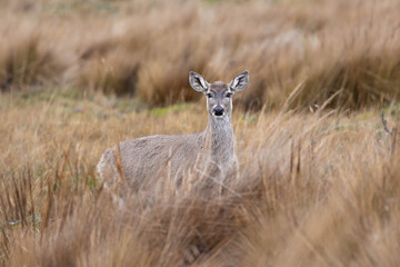 White-tailed deer in the Andean páramo grasslands of Ecuador