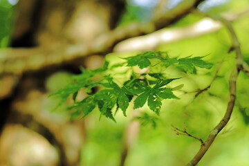 岐阜県揖斐川町の緑色の紅葉