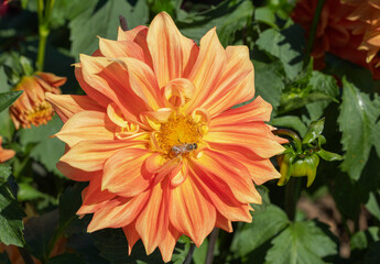 2025 09 25 Dahlia Delight - Oregon 009