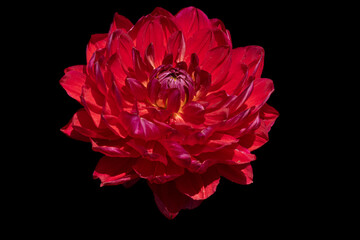 Striking Dahlia Flower on a Black Background