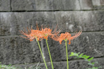 岐阜県池田町の彼岸花とコンクリート