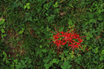 岐阜県池田町の緑の地面と彼岸花