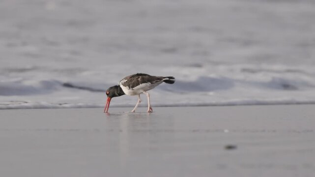 a slow motion clip of an american oystercatcher foraging in the surf at chicama of puerto malabrigo, peru