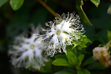 Trichosanthes kirilowii. Cucurbitaceae dioecious perennial vine. Flowers from August to September and the fruit ripens yellow in November. The fruit is edible and the root is a medicinal herb.