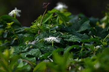 Trichosanthes kirilowii. Cucurbitaceae dioecious perennial vine. Flowers from August to September and the fruit ripens yellow in November. The fruit is edible and the root is a medicinal herb.