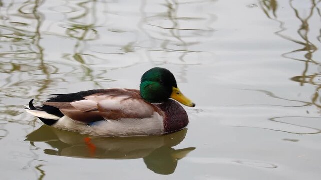 Mallard ducks standing and preening on thin ice on a cold winter day