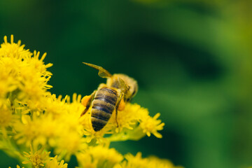 bee on flower