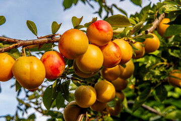 Ripe plums growing on tree branch in summer. Ripe greengage plums on tree branch in summer
